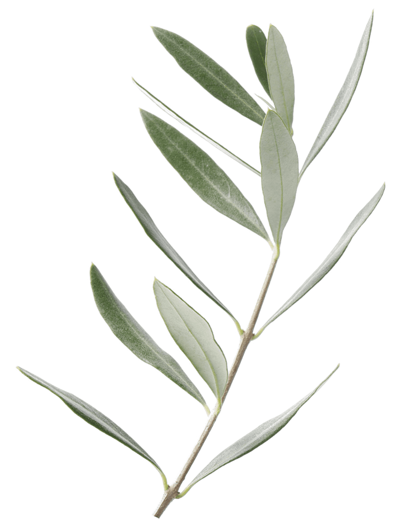 Olive branch